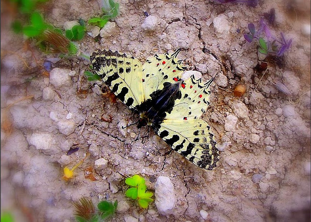 orman fisto kelebeği erkek birey kanat üstü fotoğrafı