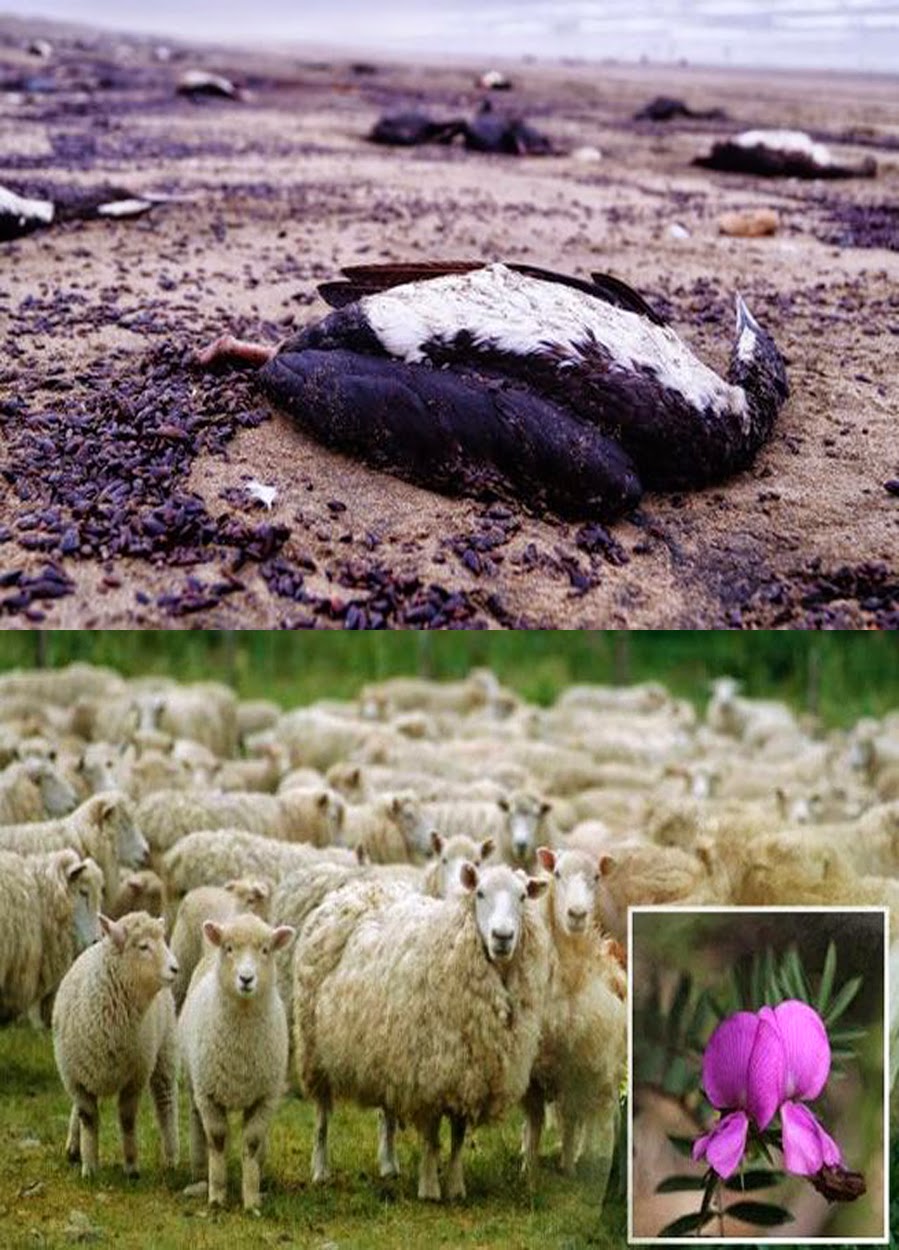 พบนกทะเลตายเป็นจำนวนมากบนชายฝั่ง Humboldt Reserve ของประเทศชิลี