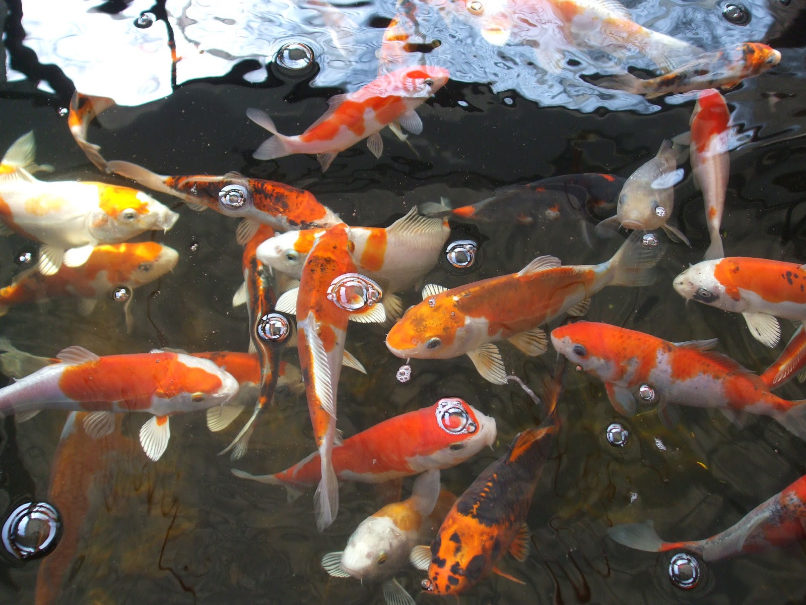 Biggi's erster TestBlog Ein neuer Mitbewohner im Gartenteich, ein