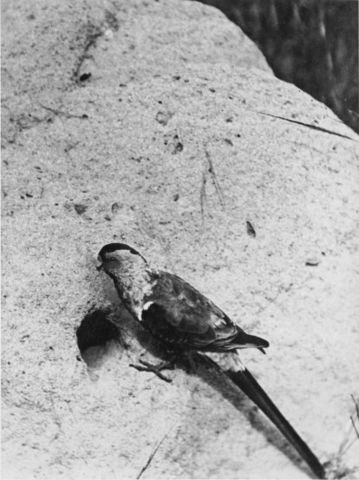  قائمة الحيوانات المنقرضة في آخر 100 سنة :  ببغاء الجنة  (Paradise Parrot) 359px-Psephotus_pulcherrimus
