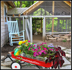 chickens chicken landscape gardening plant chick selection baby