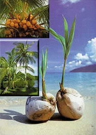 coconut seeds dispersal water dispersed palm fruits fruit wonders allah science