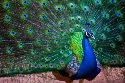 Se você conhece o autor desta imagem, por favor nos informe para que possamos atribuir-lhe os devidos créditos. Obrigado. Pavão azul. #PraCegoVer