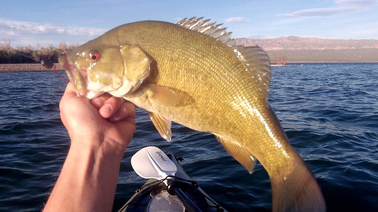 Lake Mohave Fishing Fish Choices