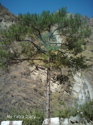 A tree stands tall on the Char Dham route in the Garhwal Himalayas in Uttarakhand