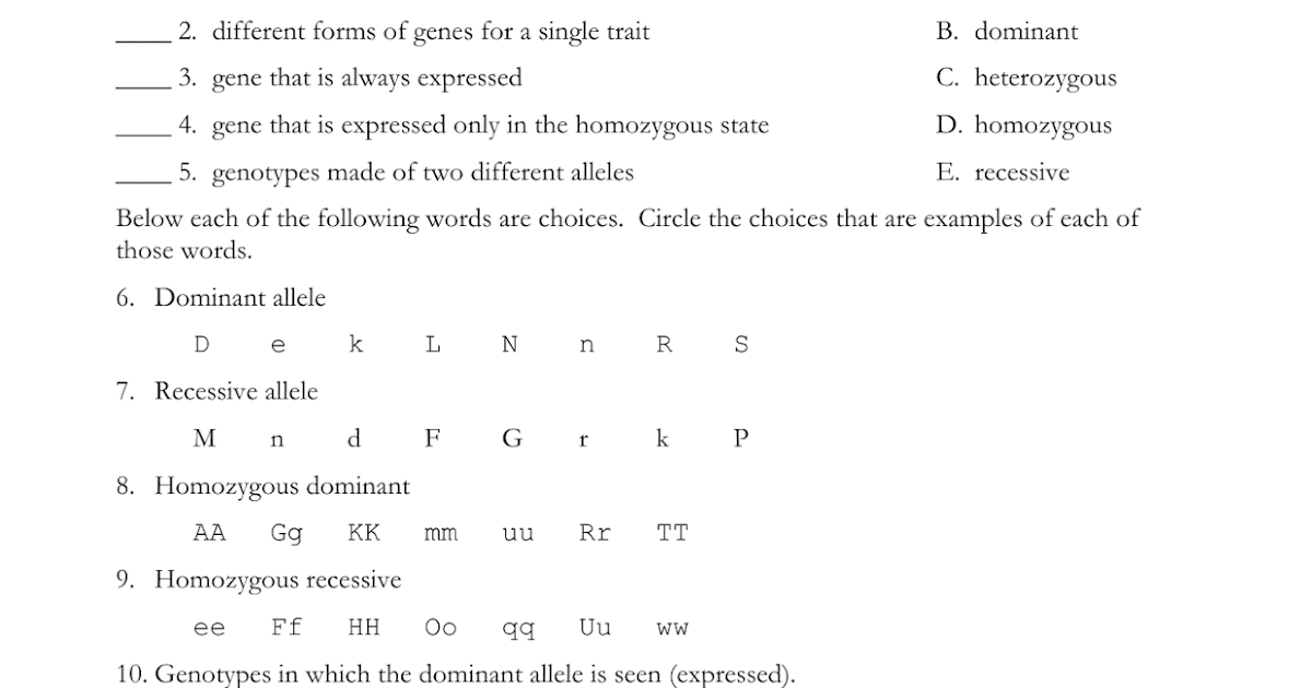 Monohybrid Cross Worksheet Answer Key - Monohybrid Cross Worksheet Doc