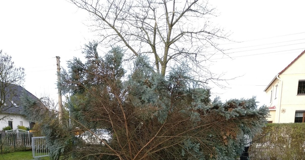 Garten, Haus und Gartenhaus: Weihnachtsbaum in ganz groß