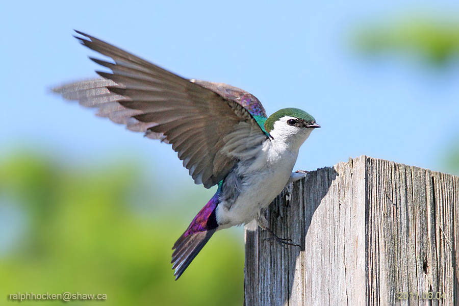 The Backyard Wildbird and Nature Store Nanaimo bird report, June 26, 2011