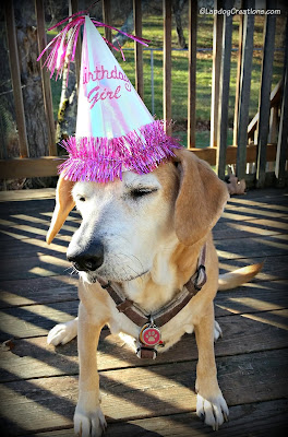 rescued senior hound dog in birthday hat