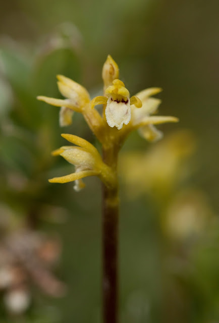Coralroot Orchid - Cumbria Coralroot Orchid - Cumbria