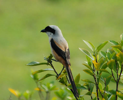 Mengenal Jenis Burung Cendet Dan Dan Karakternya Burung Area
