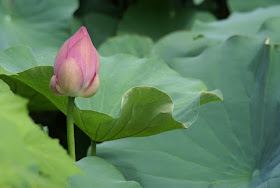 fleur de lotus éclosion
