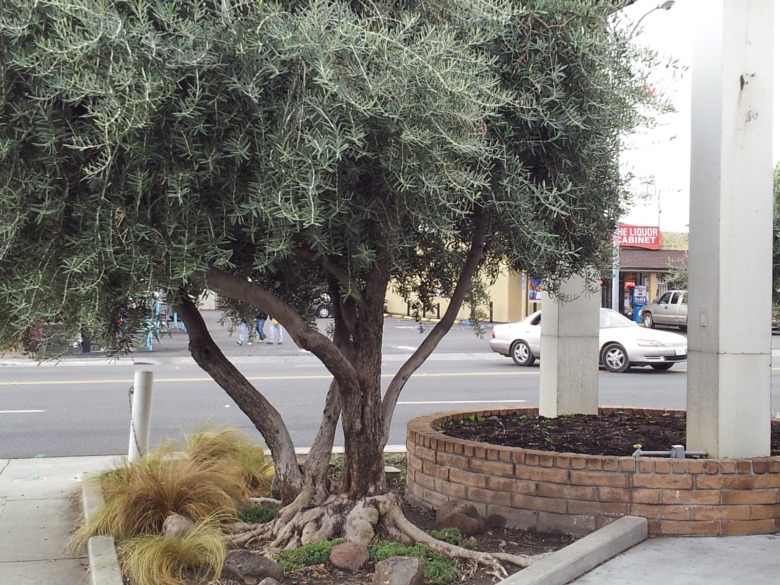 The HappiTraveler Olive Pit Corning, California