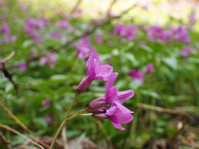 Sielankowo - tatrzańskie, fioletowe kwiatki