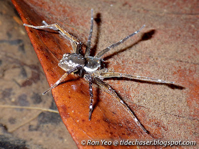 Fishing Spider (Thalassius sp.)