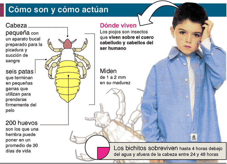 que son los piojos y liendres y como se contagian que son los piojos y liendres y como se contagian