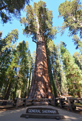 Sequoia National Park- caminando por el Bosque Gigante - Viaje con tienda de campaña por el Oeste Americano (16)
