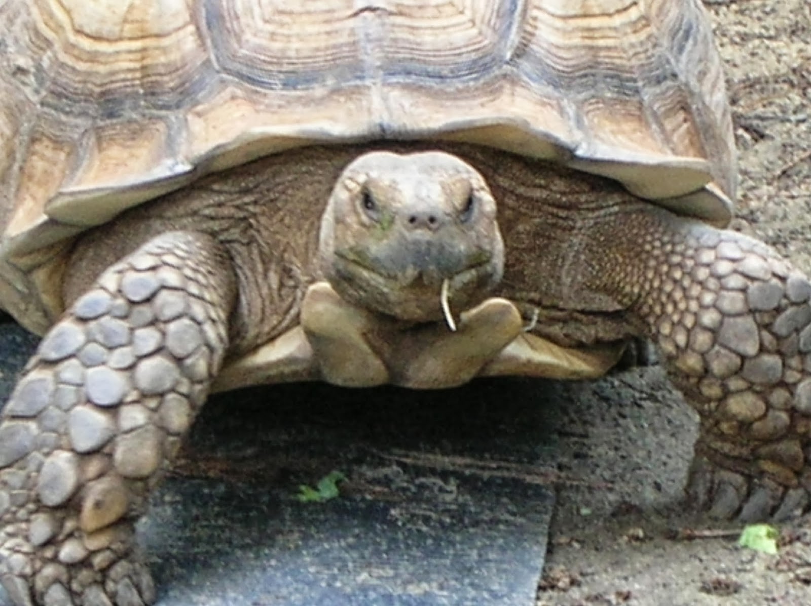 Rules of the Jungle The African Spurred Tortoise