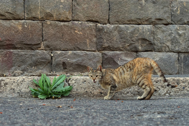 http://www.travelerjes.com/2018/05/23-pics-found-brown-street-cat-took-in.html