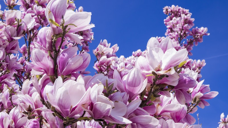 Magnolia Blossoms