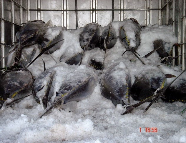 Pengetahuan Penanganan Ikan (bagian 1) ~ harryblog