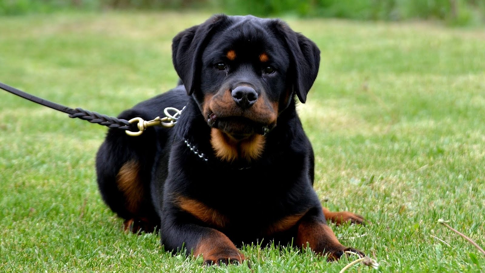 German Rottweiler For Sale German Choices
