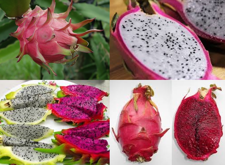 питайя драконий. питахайя гуава. питайя фрукт сердце дракона. питайя питахайя. питахайя драконий фрукт.