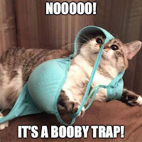 Funny Cat Trapped in Blue Bra