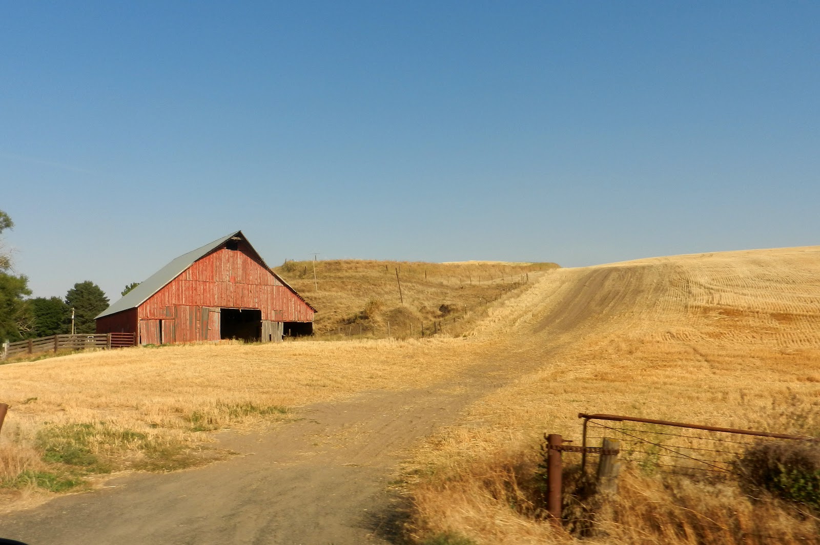Cat Patches Almota, Washington