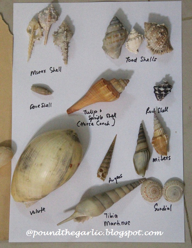 Growing with Guidance In search of a Sand Dollar, Identifying