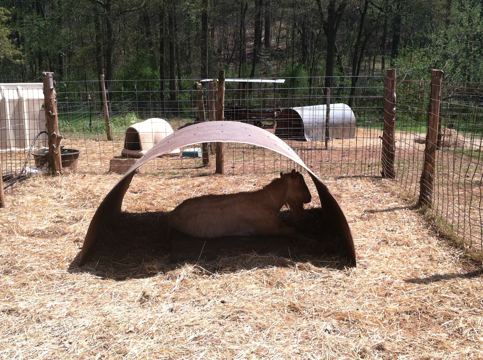 Split Creek Goat Farm Field Trip