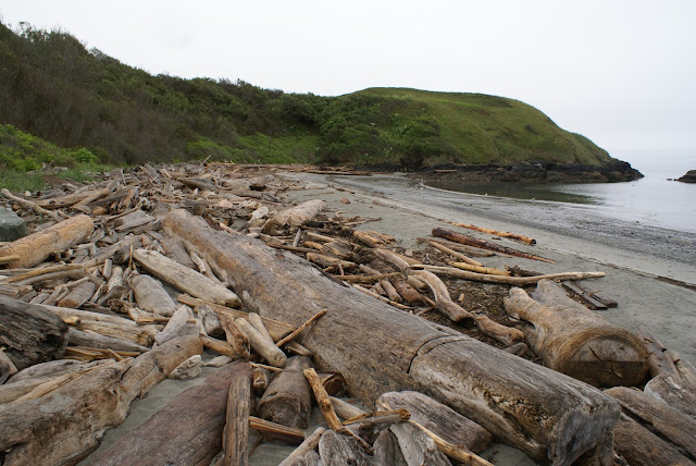 Washignton State beach logs