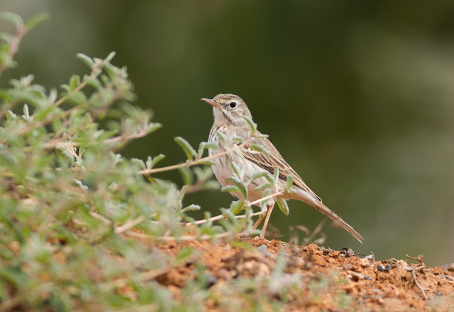 Berthelot's Pipit - Fuerteventura Berthelot's Pipit - Fuerteventura