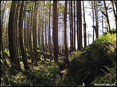 coast straight tree