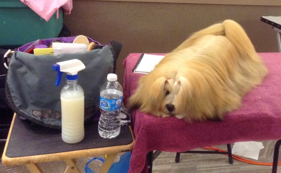 Lhasa Apso Blog Part I American Lhasa Apso Club National Specialty