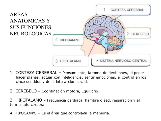 Efectos del alcohol en el cerebro