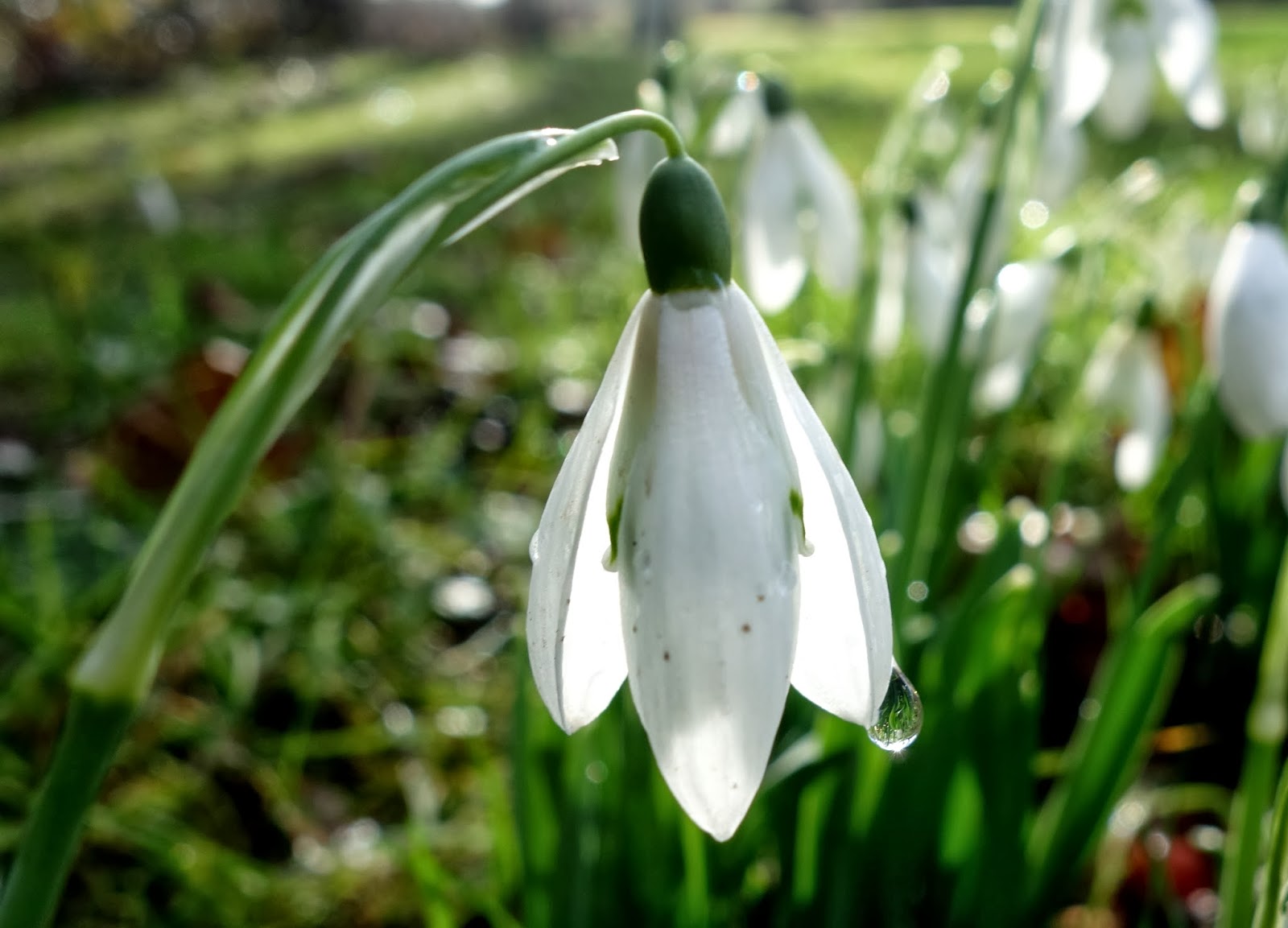 Urban Pollinators Early spring flowers for pollinators