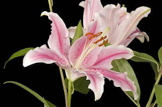 Romantic Flowers: Lily Flower