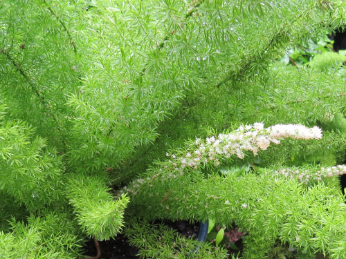 foxtail asparagus fern Dow Gardens