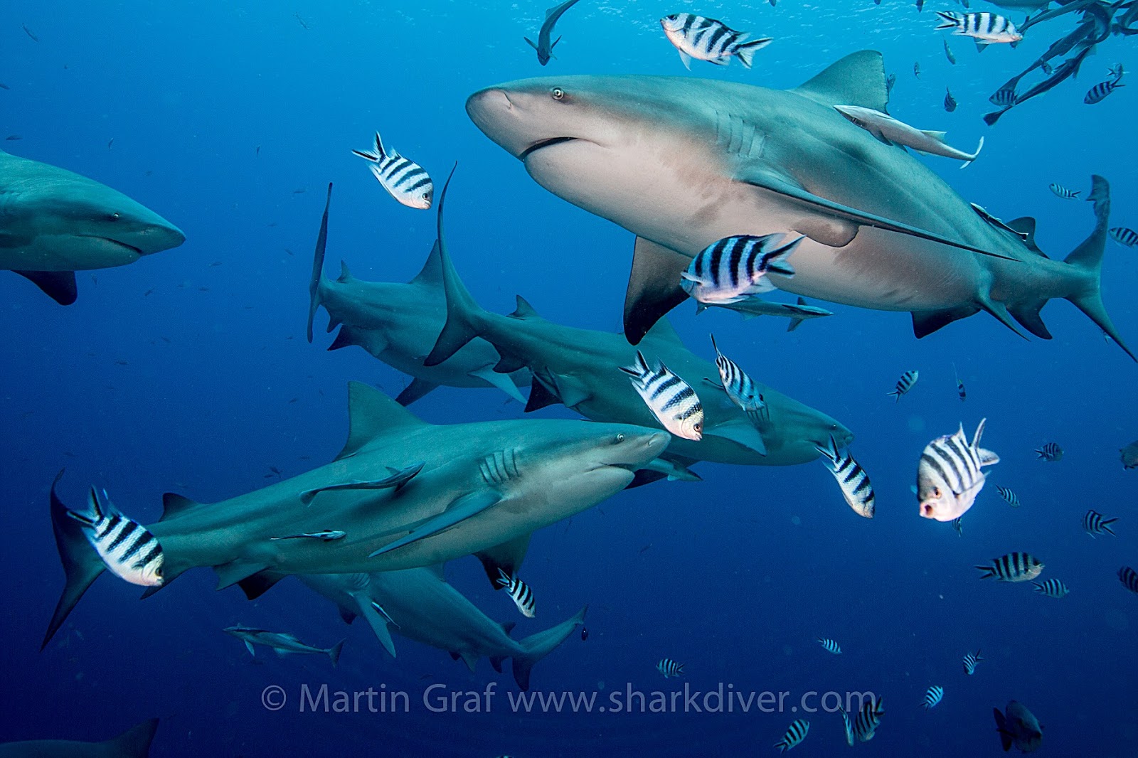 The Best Shark Dive in the World!: Are Bull Sharks particularly aggressive?