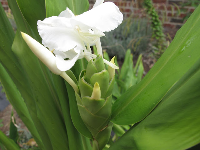 Hedychium coronarium Flores Blancas