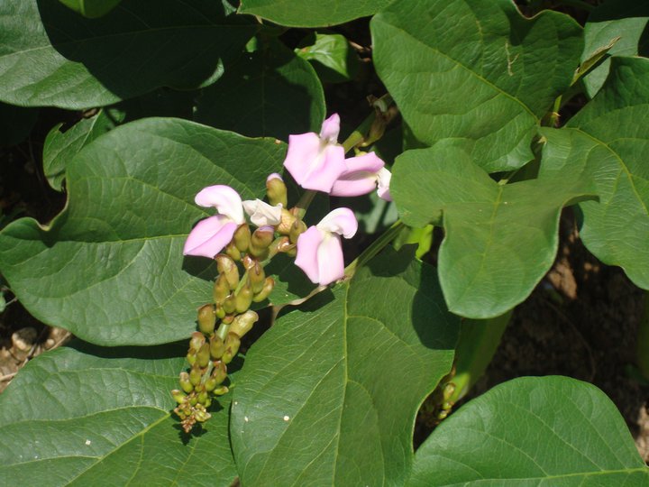 Gambar Bunga Koro Pedang