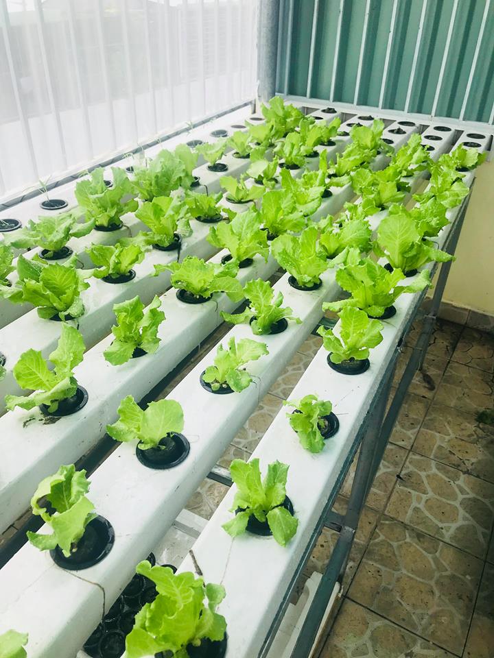 Rau xà lách 10 ngày tuổi