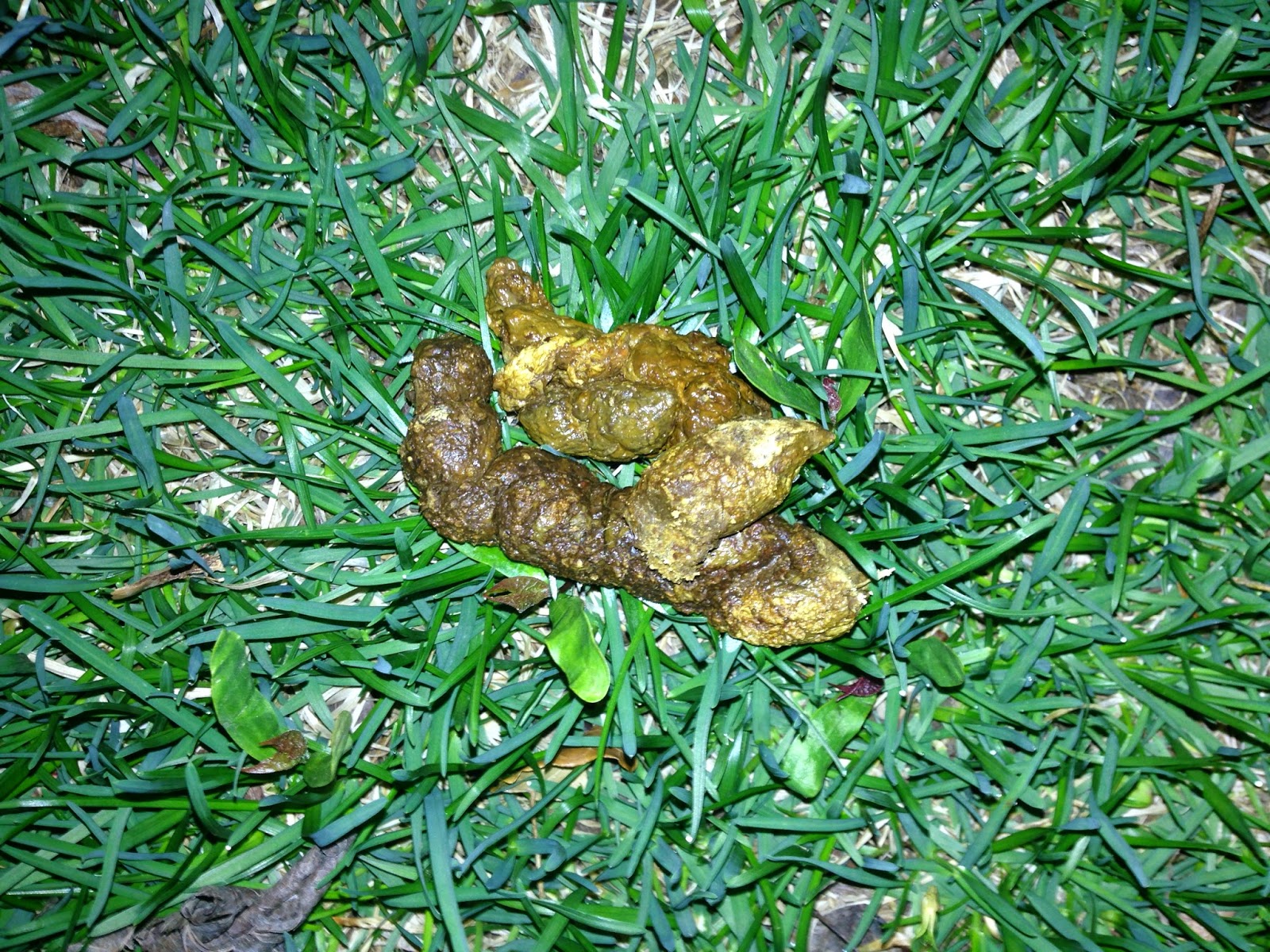 Bird Seed Dogs Diarrhea at Sherry Kirkpatrick blog