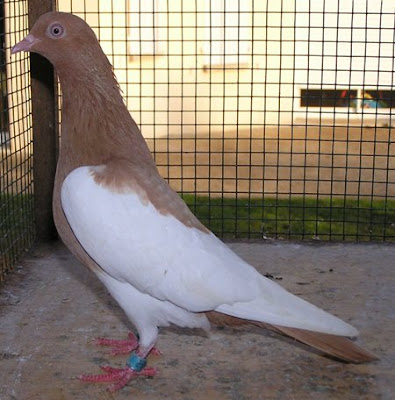 Culbutant Pie de Lusace - german tumbler pigeons