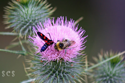 Vinuesa, Soria Vinuesa, Soria by Susana Cabeza