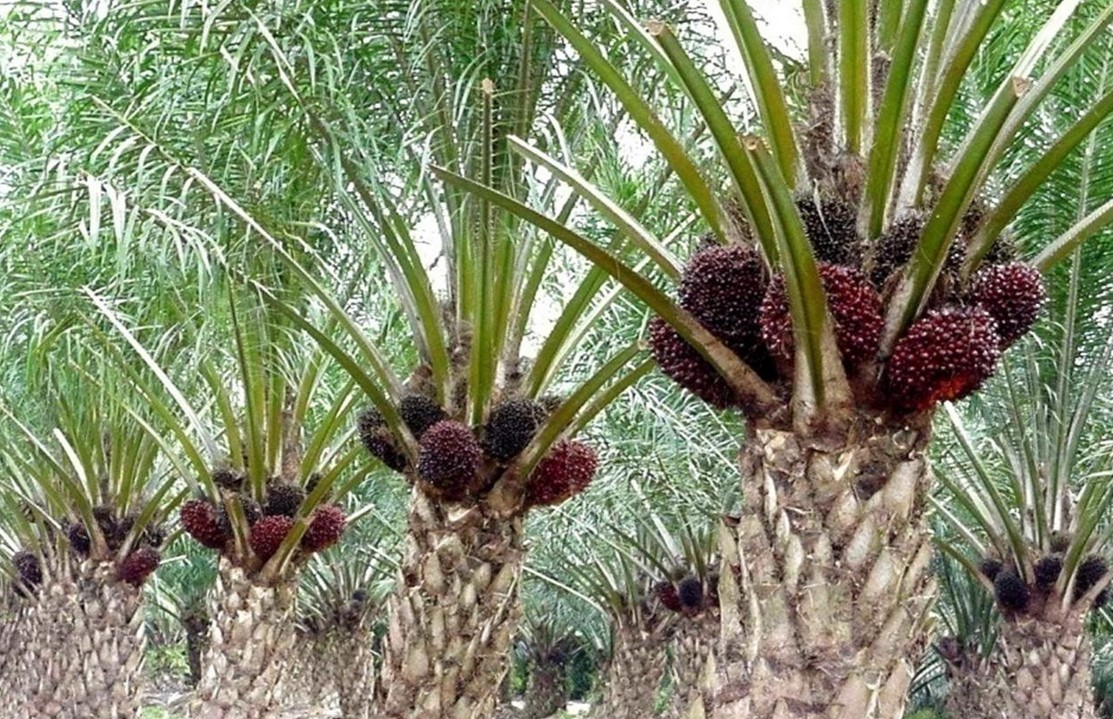 5 Daerah Penghasil Kelapa Sawit  di Indonesia Ruana Sagita