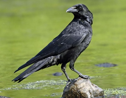 Mitos Di Balik Masuknya Burung Ke Dalam Rumah Primbon Jawa Kuno