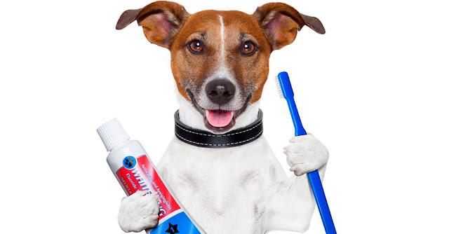 Dog Itching Remedies Dog Itching Remedies