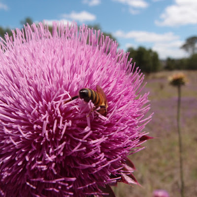 eight acres: do we need to save the bees?